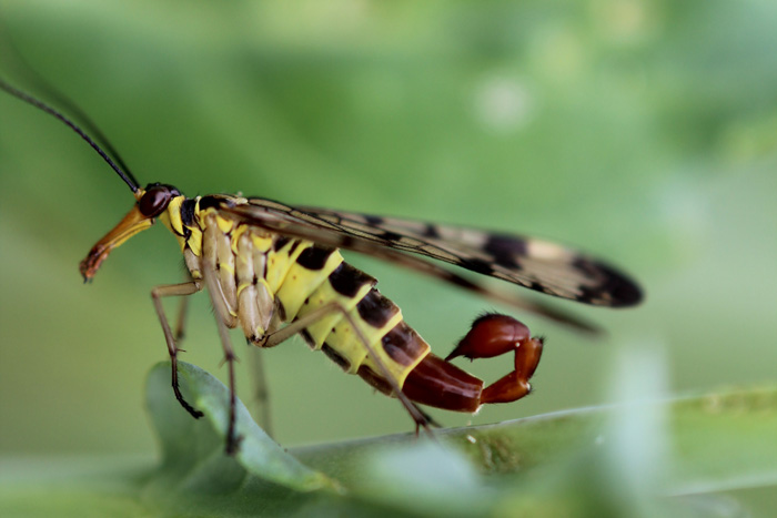panorpa communis
